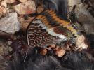 Nymphale de l'Arbousier (La), Jason (Le), Pacha à  Charaxes jasius (Linnaeus, 1767)