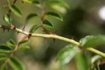 Rosier toujours vert, Rosier de tous les mois Rosa sempervirens L., 1753