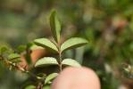 Rosier toujours vert, Rosier de tous les mois Rosa sempervirens L., 1753