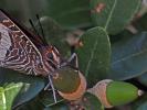 Nymphale de l'Arbousier (La), Jason (Le), Pacha à  Charaxes jasius (Linnaeus, 1767)