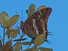 Nymphale de l'Arbousier (La), Jason (Le), Pacha à  Charaxes jasius (Linnaeus, 1767)