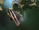 Nymphale de l'Arbousier (La), Jason (Le), Pacha à  Charaxes jasius (Linnaeus, 1767)
