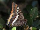 Nymphale de l'Arbousier (La), Jason (Le), Pacha à  Charaxes jasius (Linnaeus, 1767)