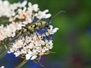 Clyte varié Chlorophorus varius (Müller, 1766)