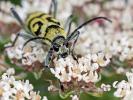 Clyte varié Chlorophorus varius (Müller, 1766)