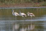 Flamant rose Phoenicopterus roseus Pallas, 1811