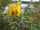 Solidage géant, Solidage glabre, Solidage tardif,  Solidago gigantea Aiton, 1789