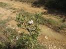 Cirse féroce Cirsium ferox (L.) DC., 1805