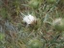 Cirse féroce Cirsium ferox (L.) DC., 1805