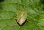 Punaise verte Palomena prasina (Linnaeus, 1760)