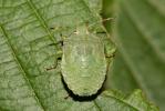 Punaise verte Palomena prasina (Linnaeus, 1760)
