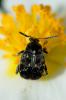  Bruchus Linnaeus, 1767
