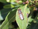  Odontomyia ornata (Meigen, 1822)