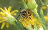  Halictus scabiosae (Rossi, 1790)