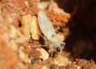 Leptopode marbré Leptopus marmoratus (Goeze, 1778)