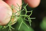 Matricaire inodore Tripleurospermum inodorum (L.) Sch.Bip., 1844