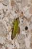  Macrolophus melanotoma (A. Costa, 1853)