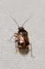  Deraeocoris serenus (Douglas & Scott, 1868)