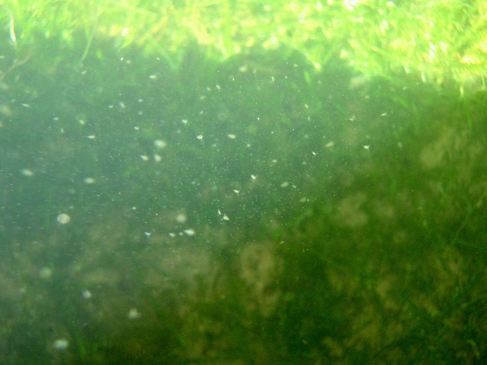 Le  sp. Daphnia O.F. Müller, 1785 sp.