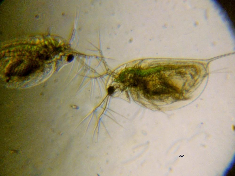 Daphnia O.F. Müller, 1785