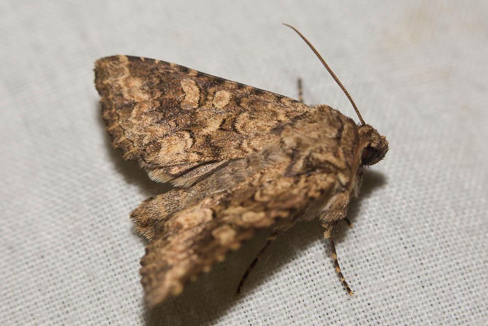 Noctuelle limoneuse (La), Noctuelle des Silènes (L Conisania luteago (Denis & Schiffermüller, 1775)