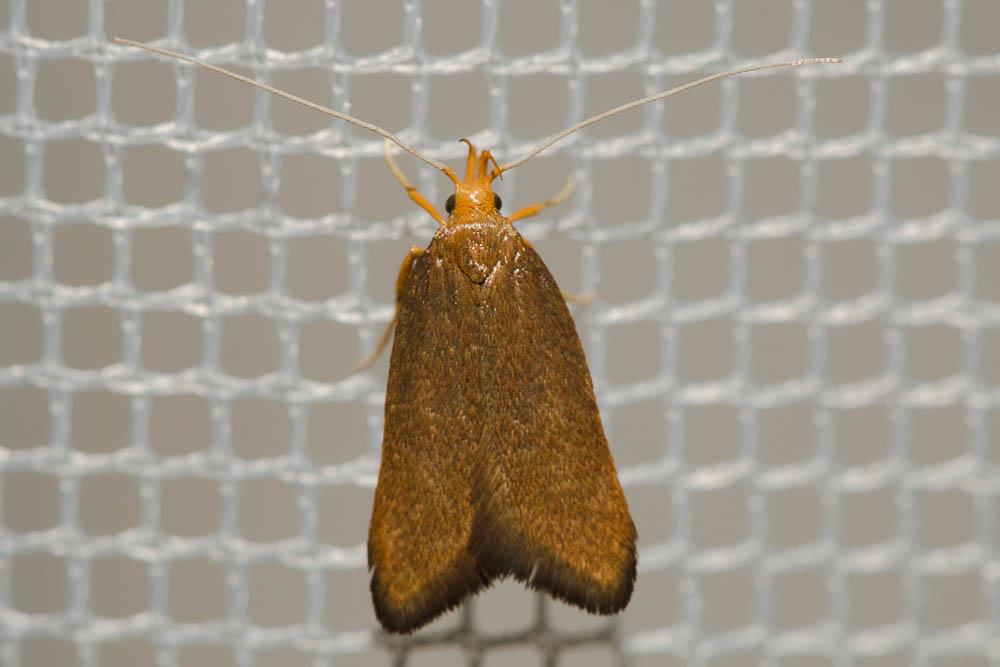 Eurodachtha pallicornella (Staudinger, 1859)