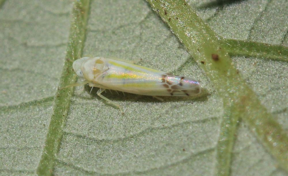  Ribautiana tenerrima (Herrich-Schäffer, 1834)