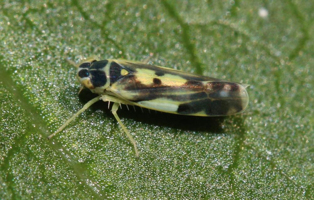 Eupteryx aurata (Linnaeus, 1758)