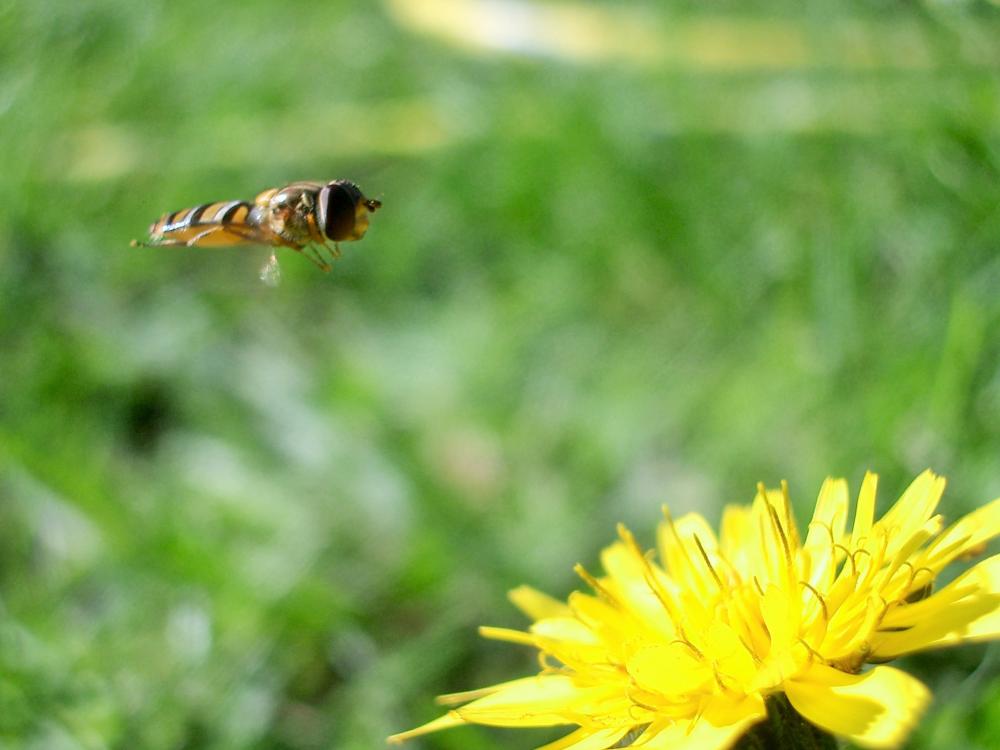 Episyrphus balteatus (De Geer, 1776)
