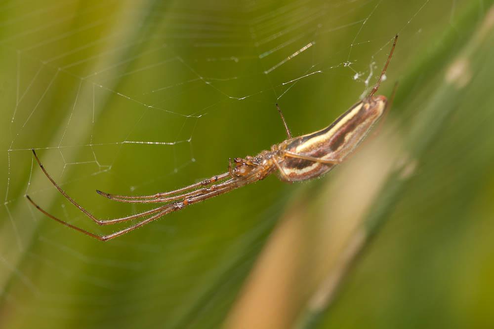 Tétragnathes Tetragnatha extensa (Linnaeus, 1758)