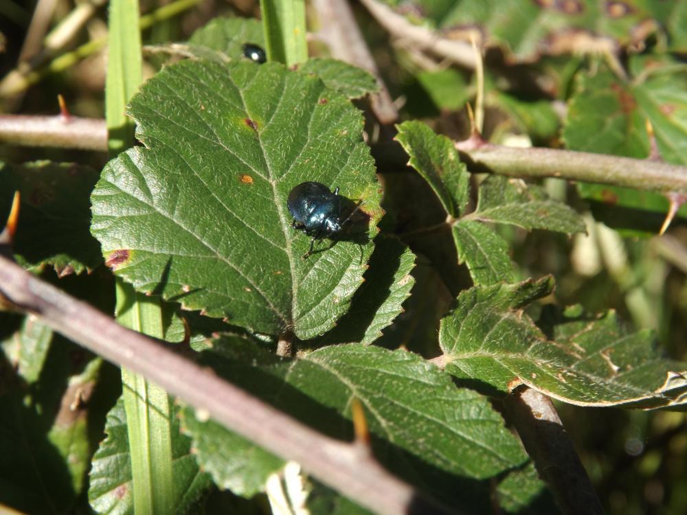 Punaise verte bleuâtre Zicrona caerulea (Linnaeus, 1758)