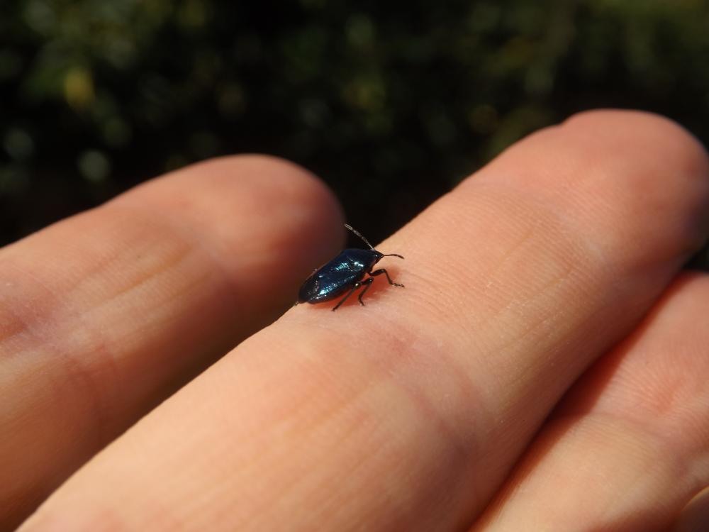 Punaise verte bleuâtre Zicrona caerulea (Linnaeus, 1758)