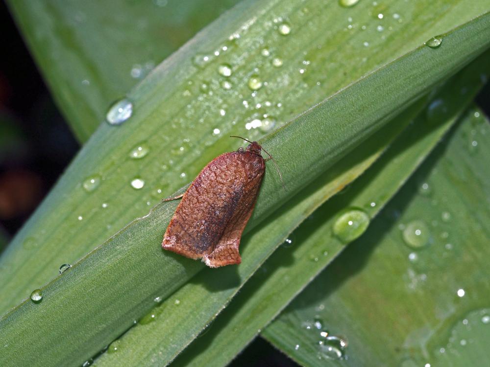 Cacoecimorpha pronubana (Hübner, 1799)
