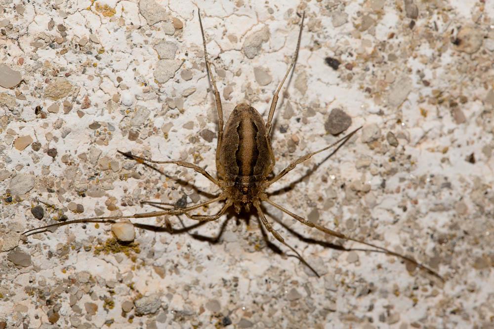 Odiellus troguloides (Lucas, 1847)