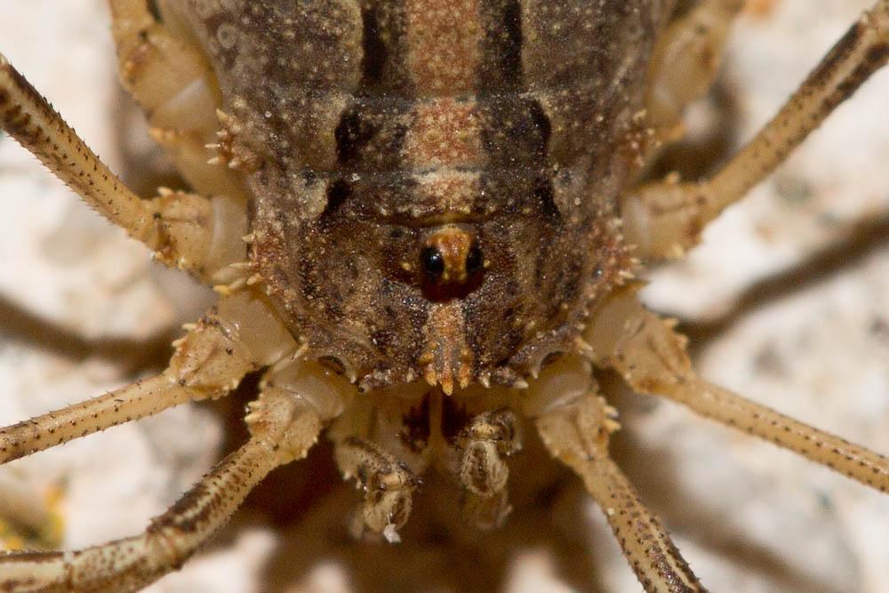 Odiellus troguloides (Lucas, 1847)