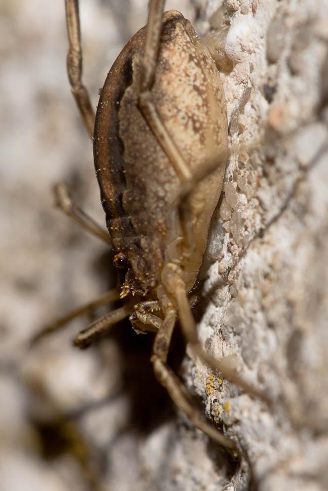 Odiellus troguloides (Lucas, 1847)