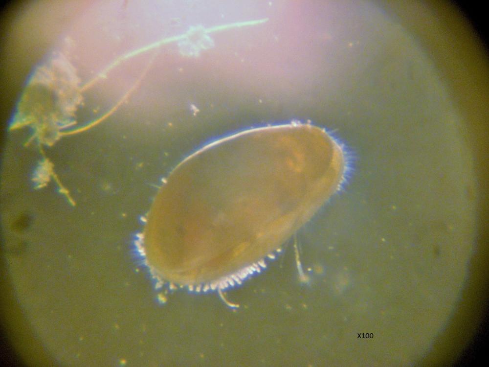 Cyprididae Baird, 1845