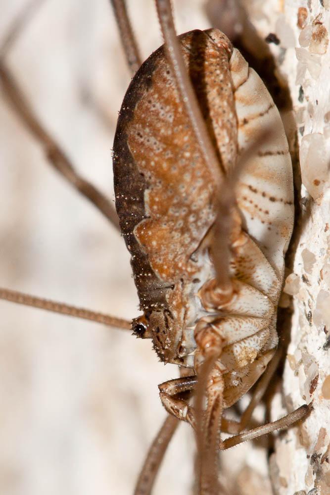 Phalangium opilio Linnaeus, 1758
