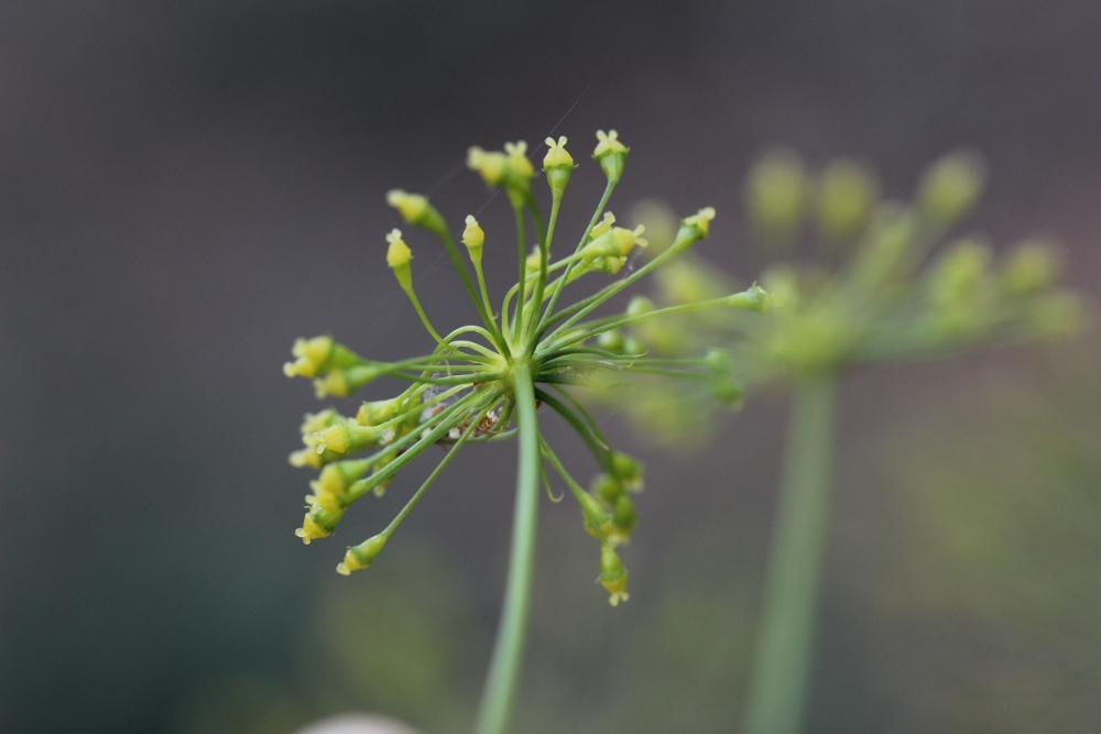 Fenouil de porc, Peucédan officinal Peucedanum officinale L., 1753