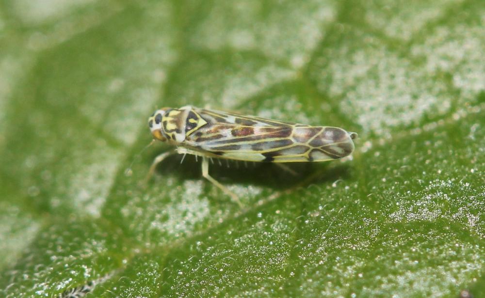 Eupteryx stachydearum (Hardy, 1850)