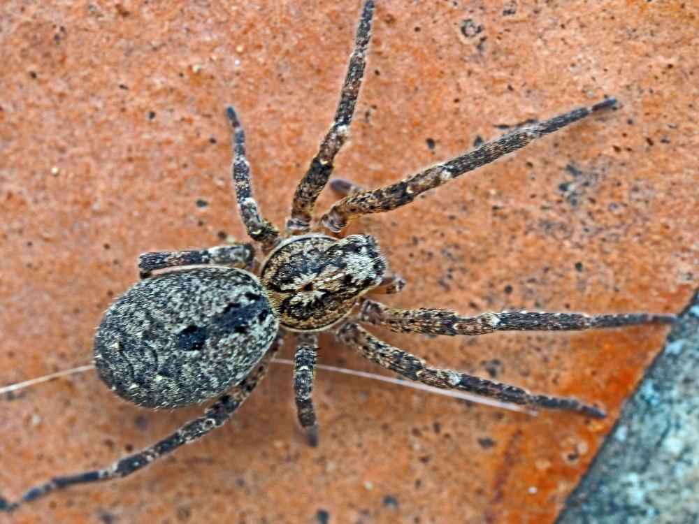 Zoropse à pattes épineuses Zoropsis spinimana (Dufour, 1820)