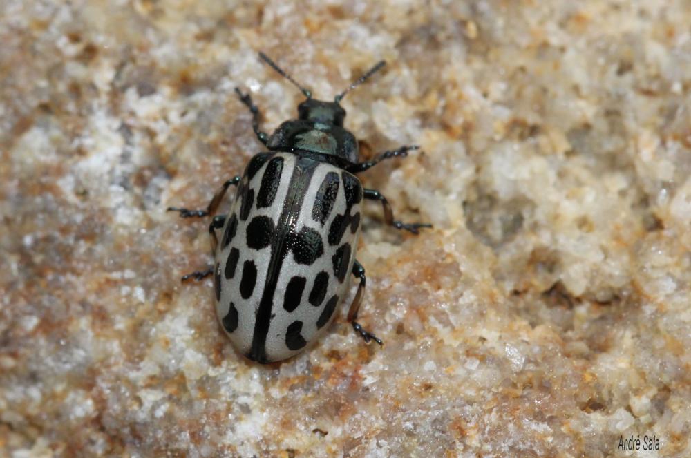  Chrysomela vigintipunctata (Scopoli, 1763)