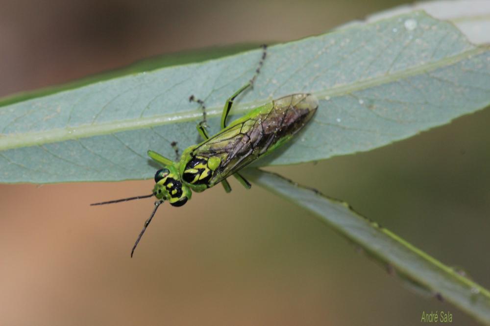 Rhogogaster viridis (Linnaeus, 1758)