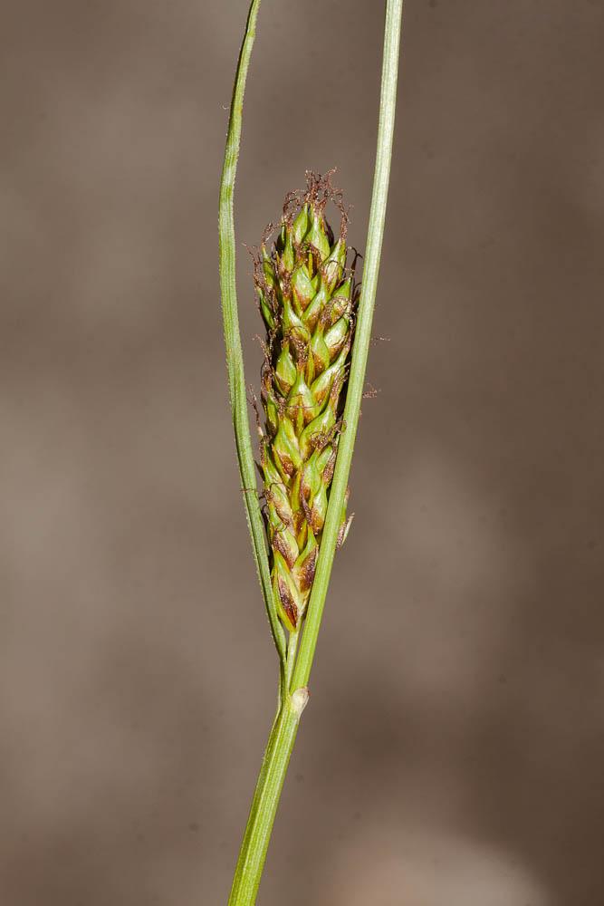 Laîche à épis distants, Laîche distante Carex distans L., 1759
