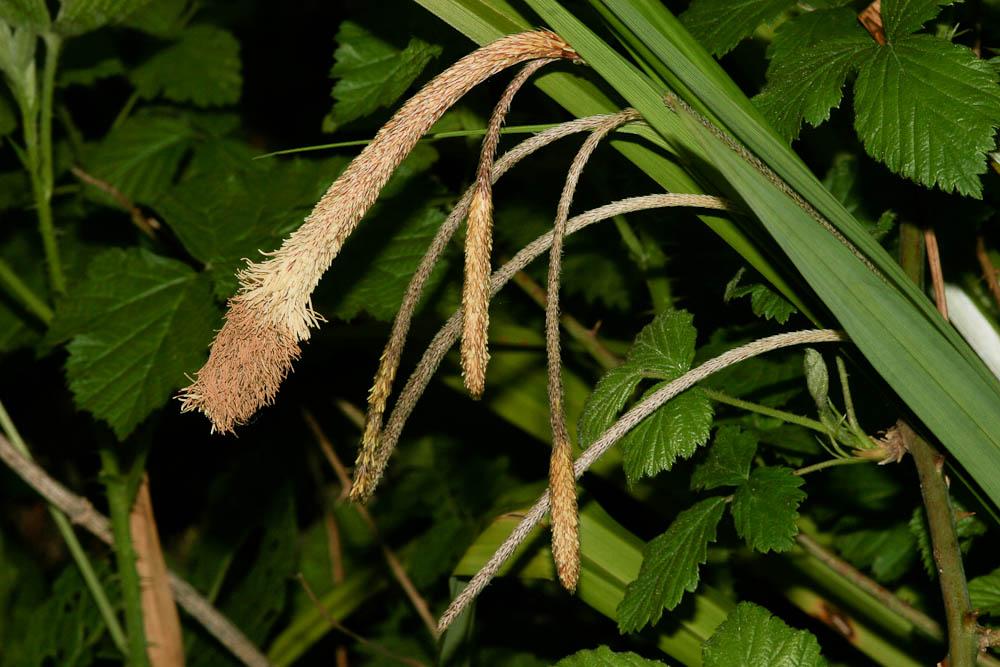 Laîche à épis pendants, Laîche pendante Carex pendula Huds., 1762