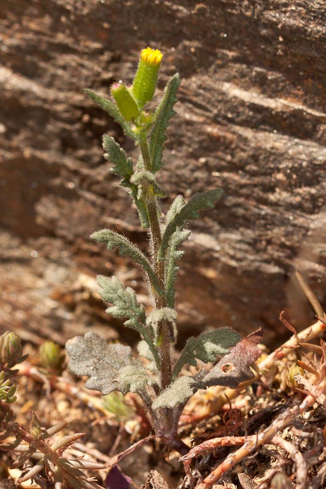 Séneçon livide Senecio lividus L., 1753