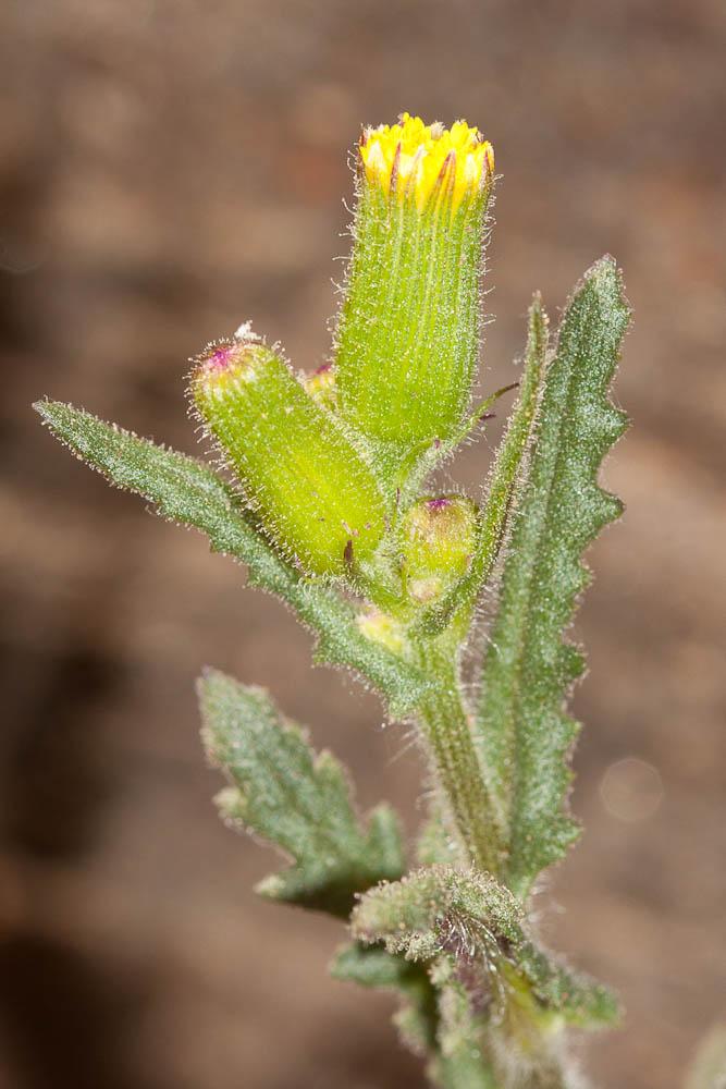 Séneçon livide Senecio lividus L., 1753