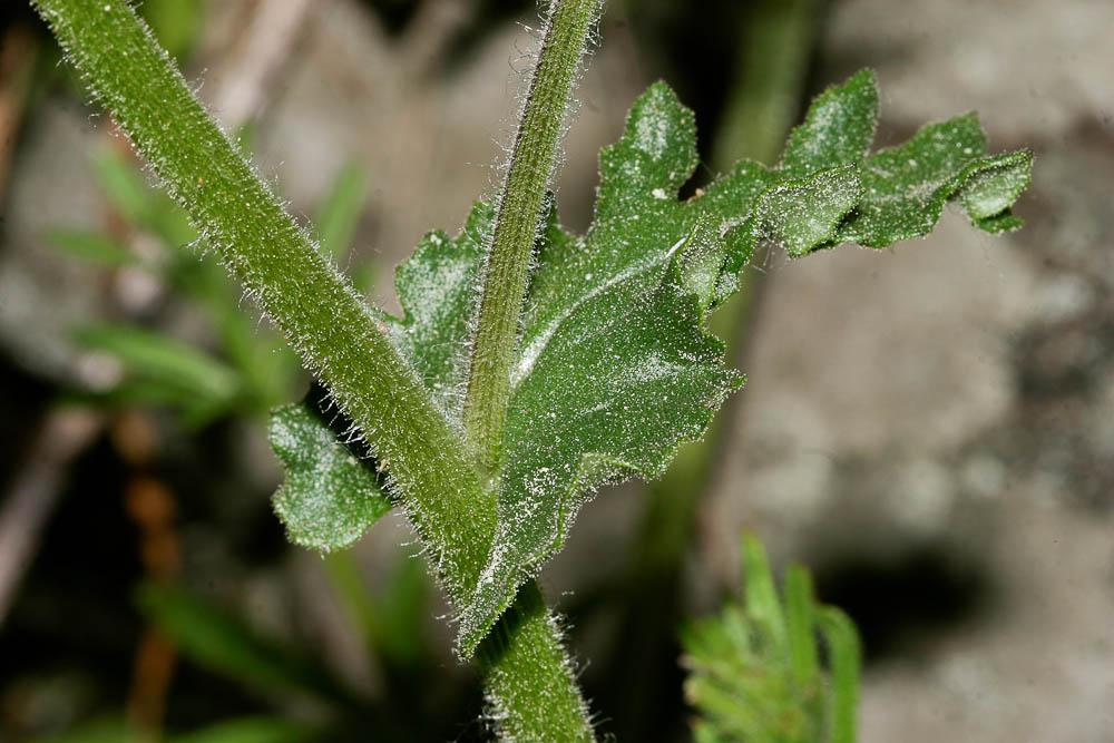 Séneçon livide Senecio lividus L., 1753