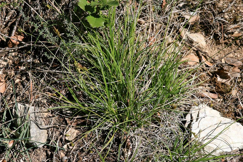 Laîche de Haller Carex halleriana Asso, 1779