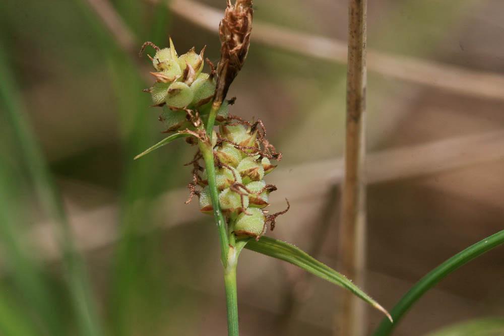 Laîche tomenteuse Carex tomentosa L., 1767